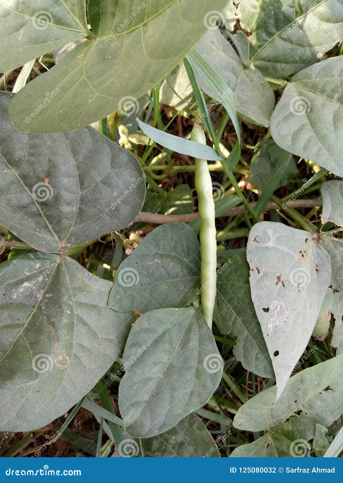 phaseolus vulgaris